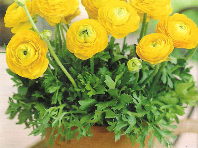 Ranunculus u posudama Ranunculus dom: slijetanje