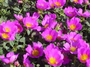 Uzgoj purslane iz sjemena