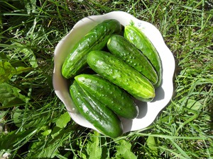 Kako saditi krastavce