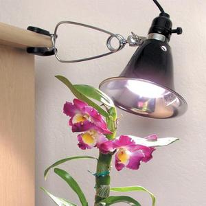 Savjeti za osvjetljenje za Phalaenopsis