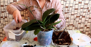 Nijanse transplantacije Phalaenopsis kod kuće