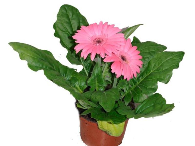 Gerbera zatvorena Sobna gerbera