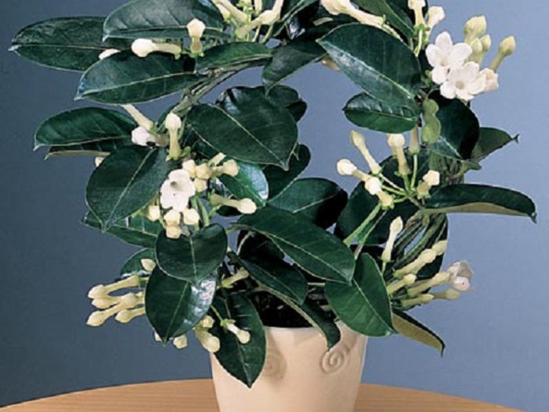 Jasmin u zatvorenom Mirisni jasmin