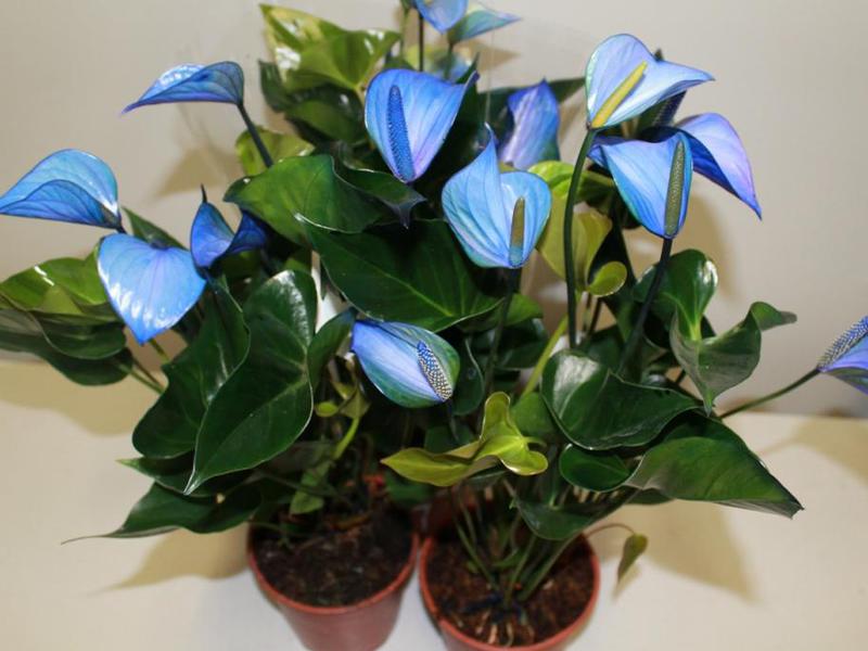 Anthurium muška sreća Cvijet muške sreće