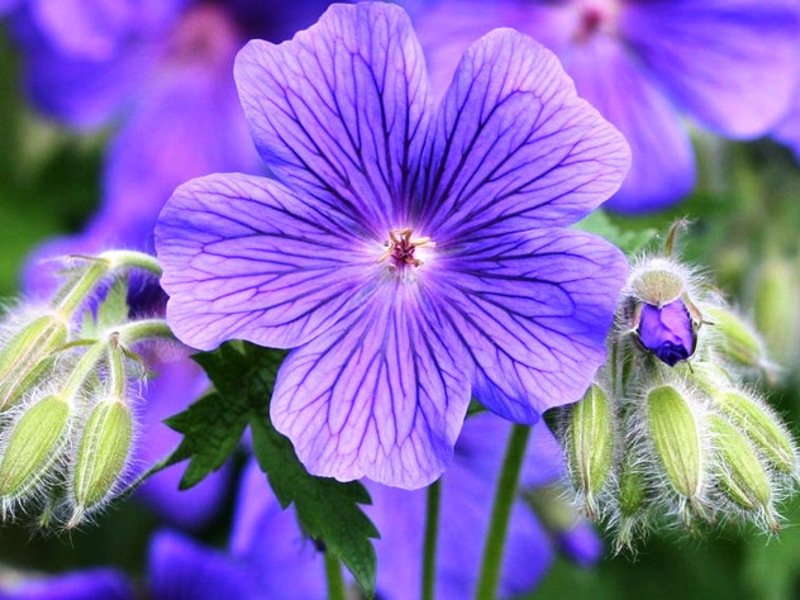 Geranium je veličanstven Unutarnja dekoracija geranija