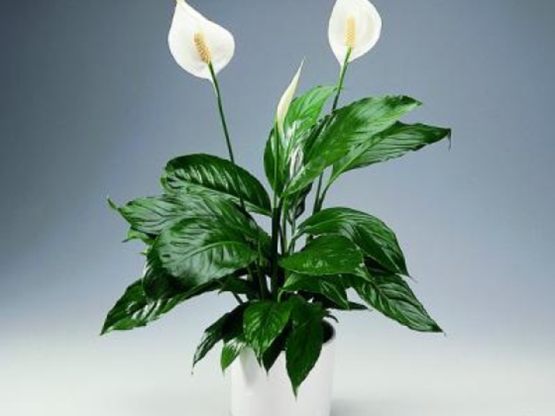 Kućna njega Spathiphyllum Spathiphyllum zatvoreni