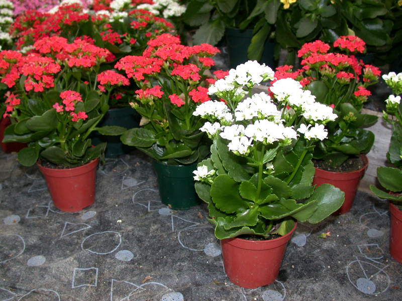 Kalanchoe u zatvorenom Cvjetni kalanchoi