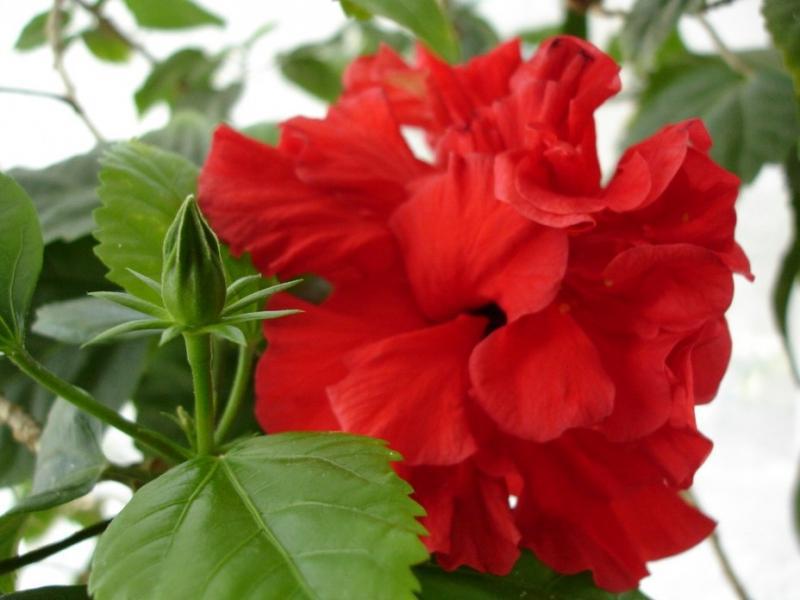 Sobni hibiskus Sobni hibiskus