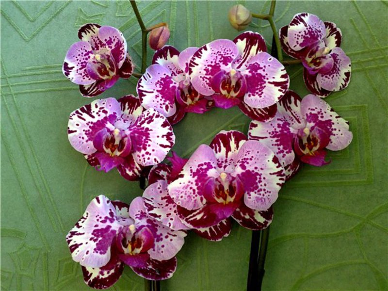 Orhideja Phalaenopsis Orhideja i pravila njege