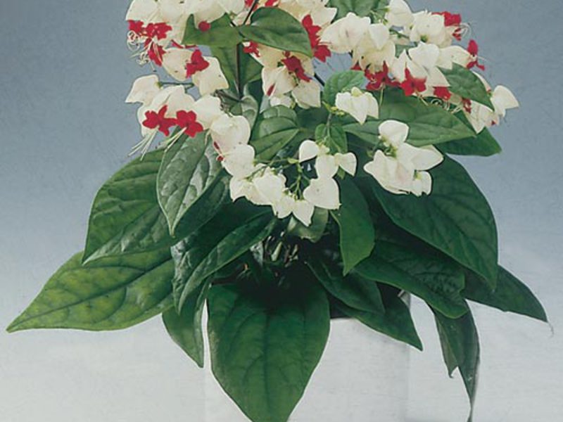 Thompsonov Clerodendrum Jedinstveni sobni cvijet
