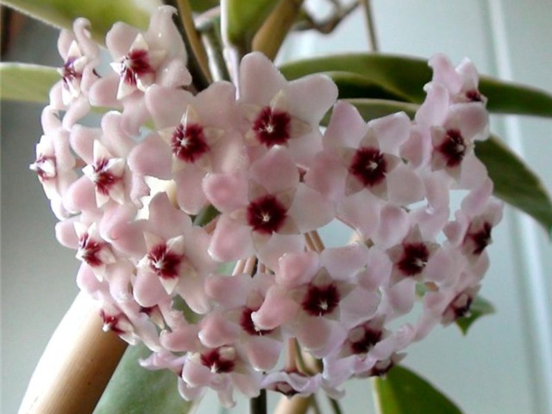 Hoya carnosa Prekrasan rascvjetani cvijet