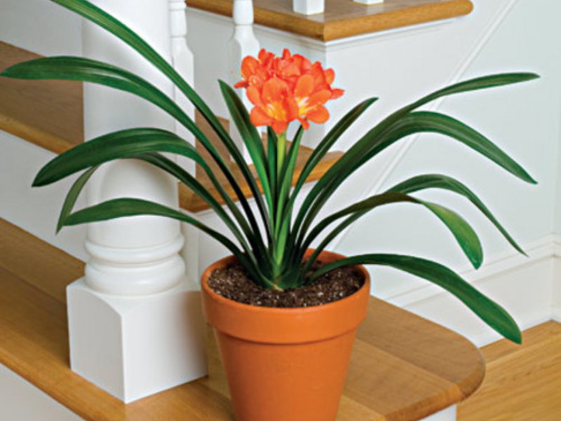 Clivia Prekrasan cvijet klivije