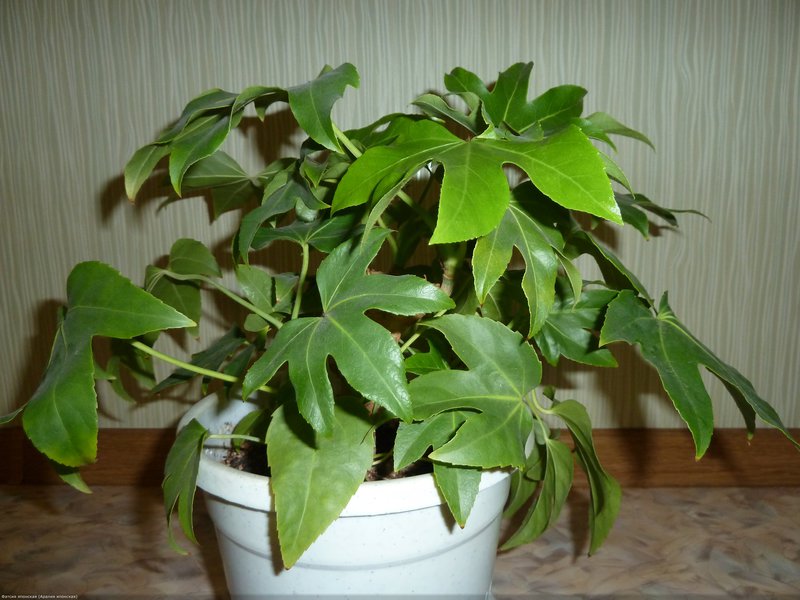 Japanska Fatsia Cvjetna japanska Fatsia