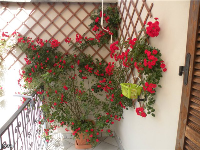 Cvjetni aranžmani za balkon,
