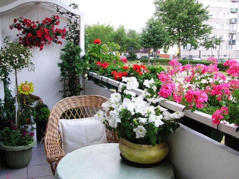 Cvjetnice za balkone
