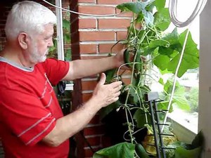 Značajke uzgoja krastavaca na balkonu