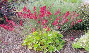 Prekrasan cvijet Heuchera