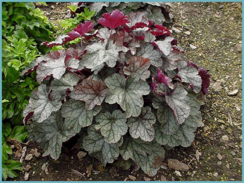 Heuchera u vrtu Vrtni grm Heuchera