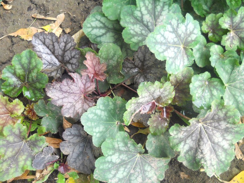Sorta Heuchera Vrtni cvijet Heicher