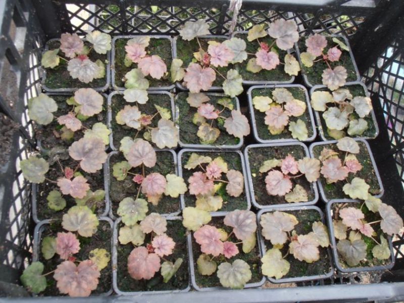 Prekrasan grm heuchera Prekrasan grm heuchera