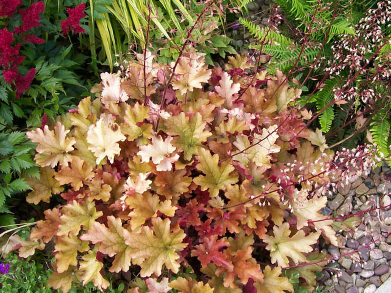 Heuchera odlazi Grm Heuchera u vrtu