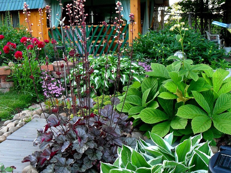 Grm Heuchera u vrtu Cvjetnica heuchera