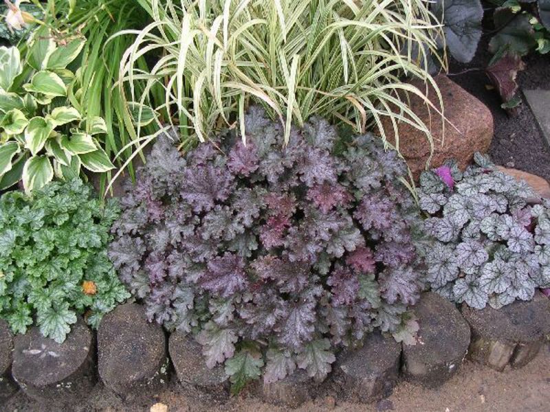 Vrtni cvijet Heuchera Cvijet Heuchera
