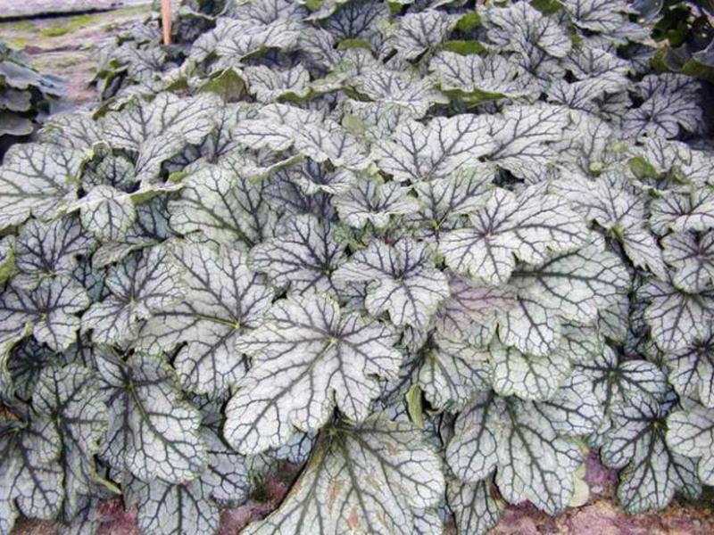 Sorte i sorte Heuchera Kako se brinuti za restauraciju