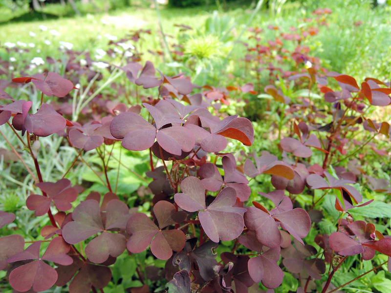 Kako je karakterizirana biljka oxalis? Karakteristični znakovi kiseline Rozhkove