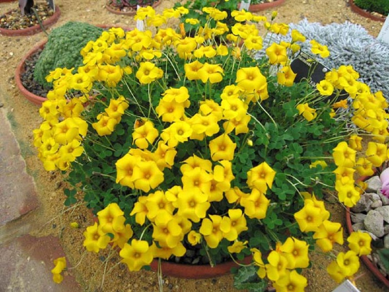 Kako izgleda oxalis Valdiviyskaya Opis izgleda kiselice Valdivia