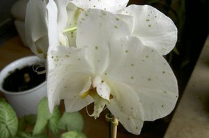 Vrata vrata Phalaenopsis