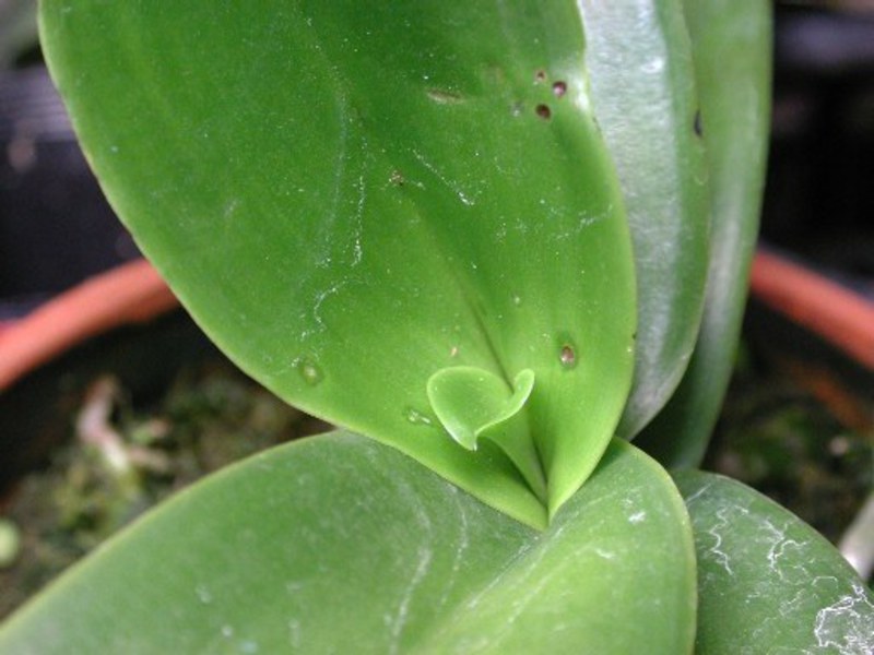 Bolesti orhideja i njihovo liječenje. Vrata vrata Phalaenopsis