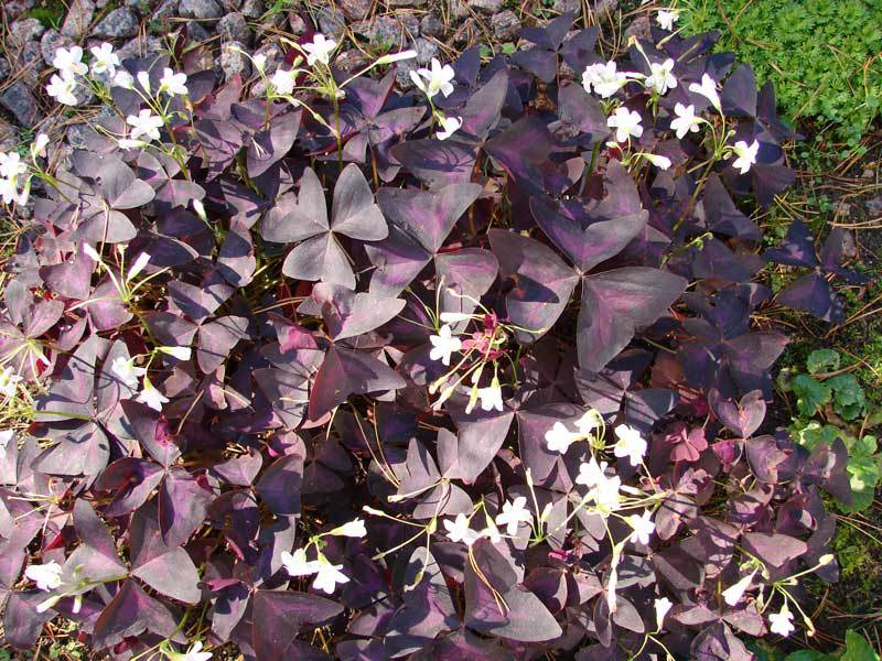 Što je Nasturtium oxalis Svojstva kisele nasturcije