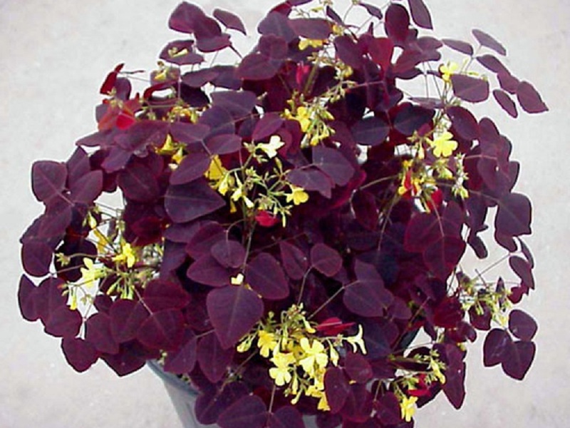 Kakav je izgled oksalisa Hedizarium Opis vanjskih svojstava oxalis oxalis oxalis Hedizarium