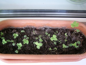 Kako se pravilno brinuti za delphinium