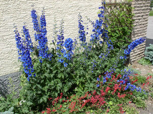 Cvijet Delphinium