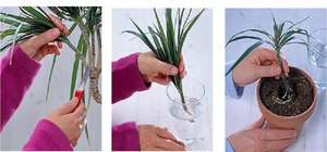 Opis metoda uzgoja dracena