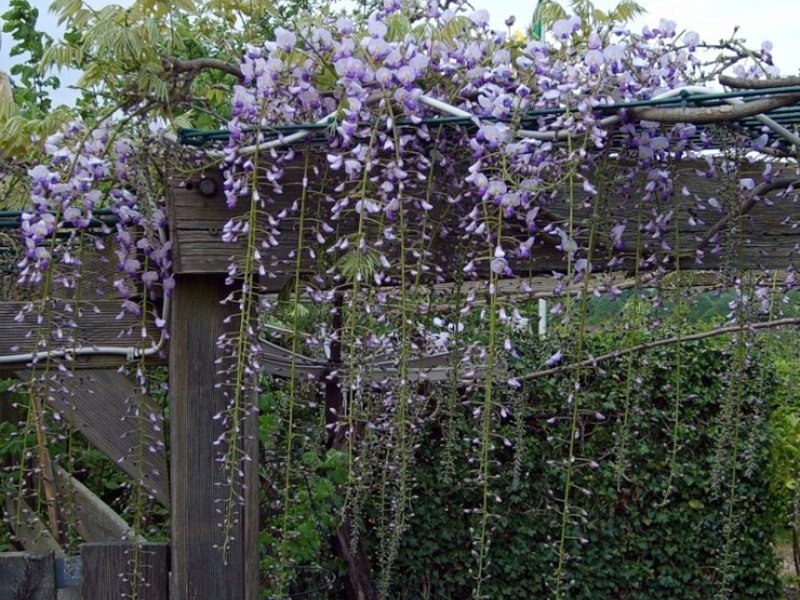 Wisteria grm Biljka glicinije
