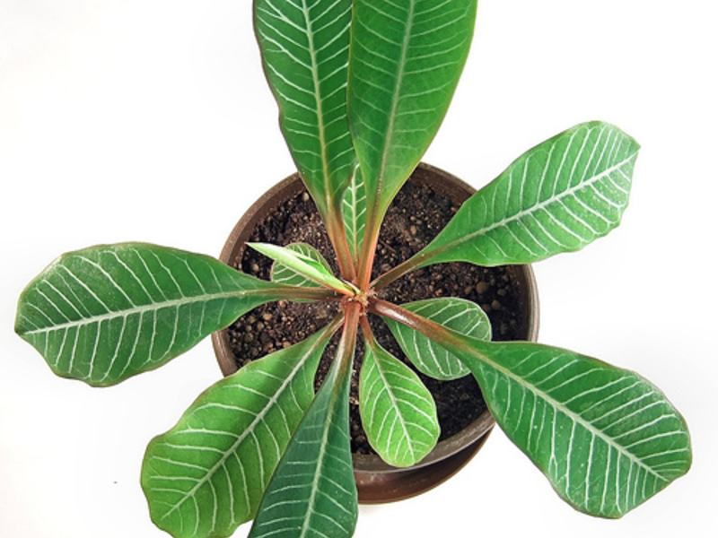 Kako posaditi spurge Velika sprava za ured