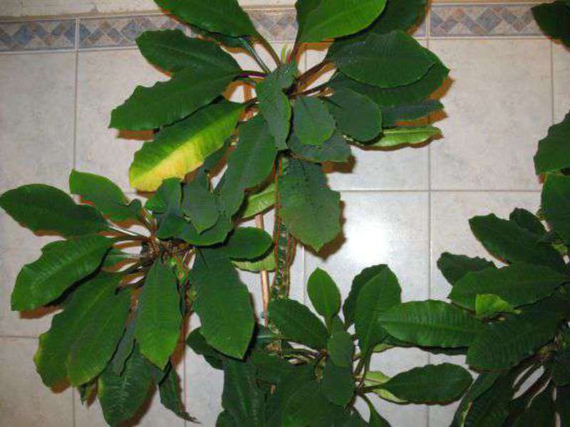 Spurge s bijelim venama Velika sprava za ured