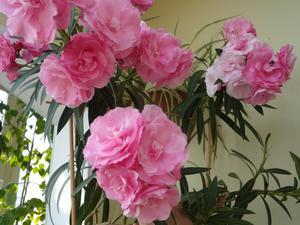 Oleander u kući