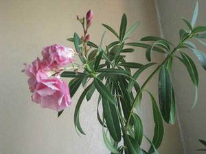 Elegantan oleander