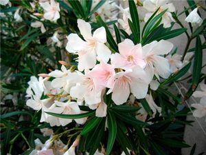 Prekrasan oleander