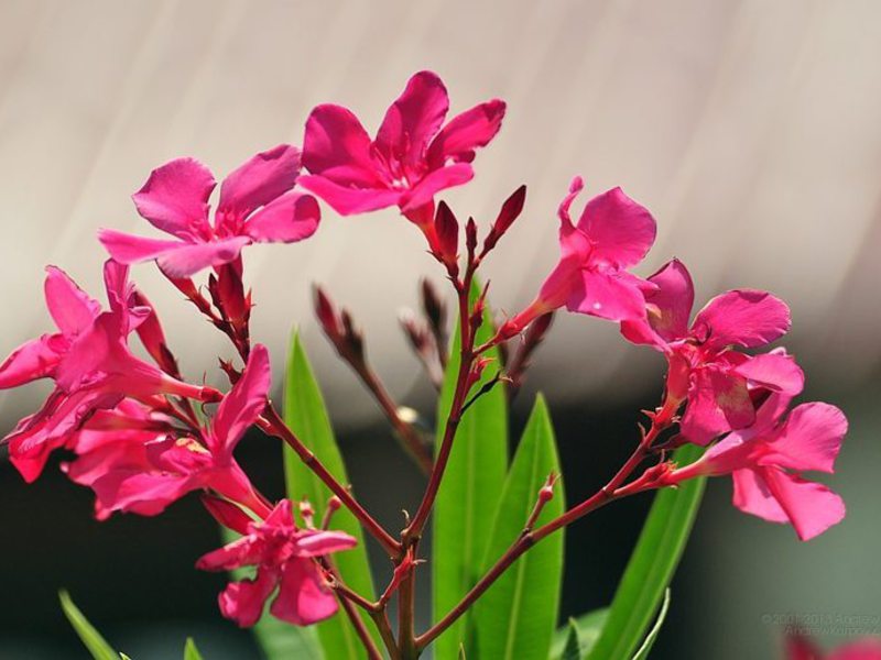 Sobni oleander