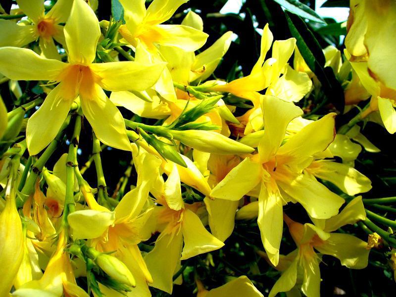 Elegantan oleander