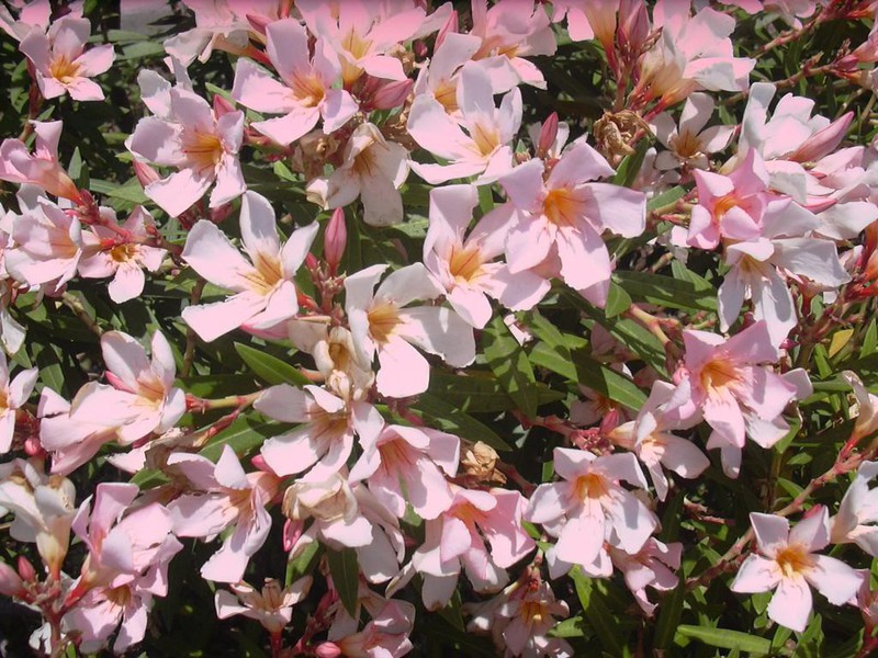 Kako presaditi oleander
