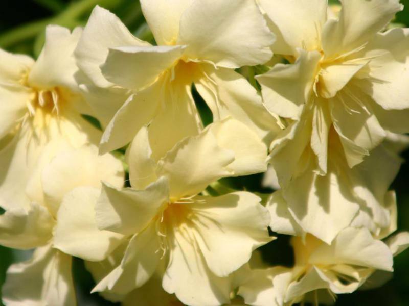 Žuti oleander