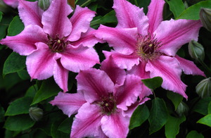 Clematis je prekrasan dekorater