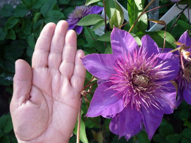 Uzgoj klematisa Clematis je prekrasan ukrasitelj vrta