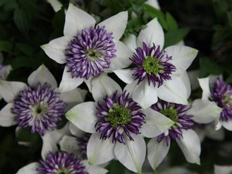 Clematis za radnju Najbolje sorte klematisa